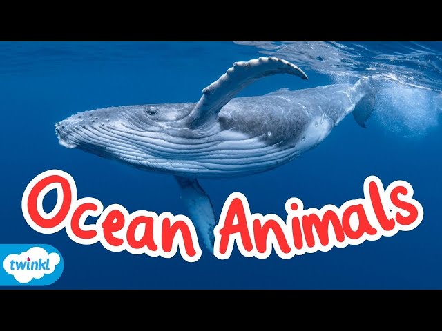 What Animals Live in the Ocean? | All About Sea Creatures for Kids