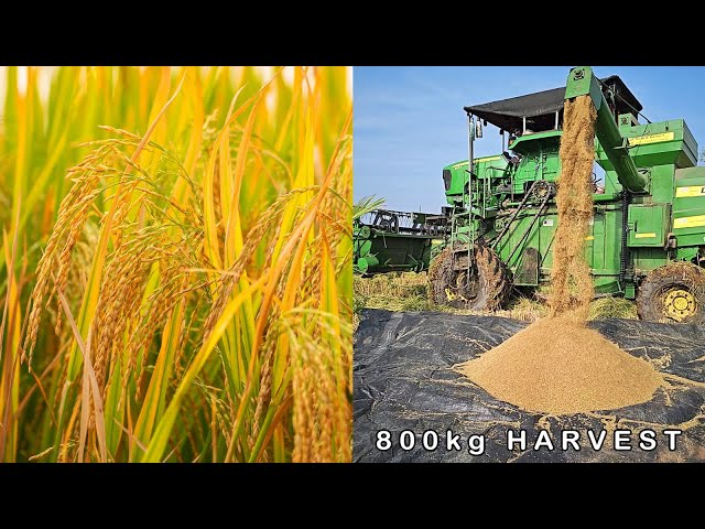 Harvesting Rice with a Combine Harvester in Telangana, India