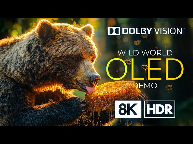 OLED 8K HDR 60fps with Dolby Vision - Stunning Wildlife