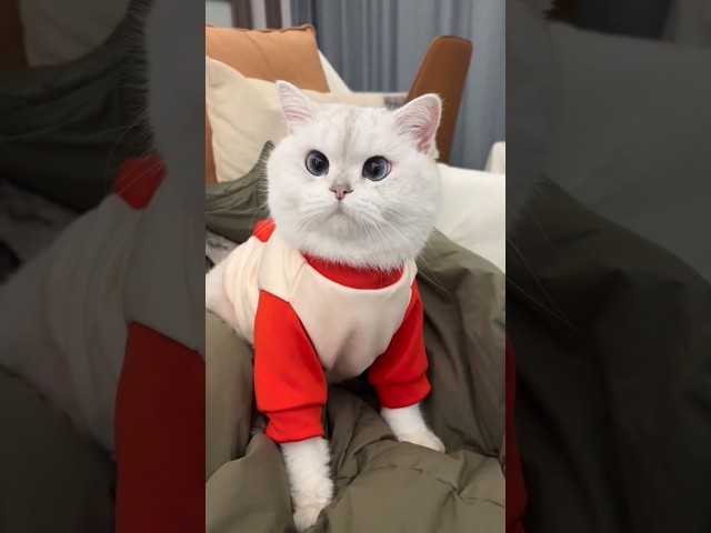 Cutest cat 😻❤️# meow mood# YouTube video