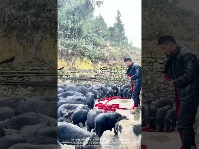 Set Off Firecrackers In A Pig Farm For Good Luck