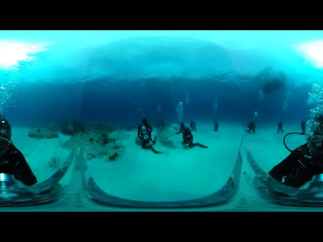 Tiger Shark Bump @ Tiger Beach, Bahamas VR360 SCUBA