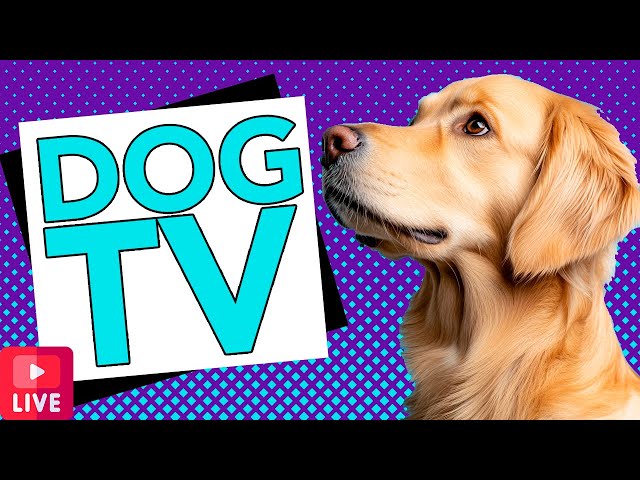 The Best LIVE TV for Dogs on YouTube! Relaxing & Fun Interactive Videos for Bored Dogs!