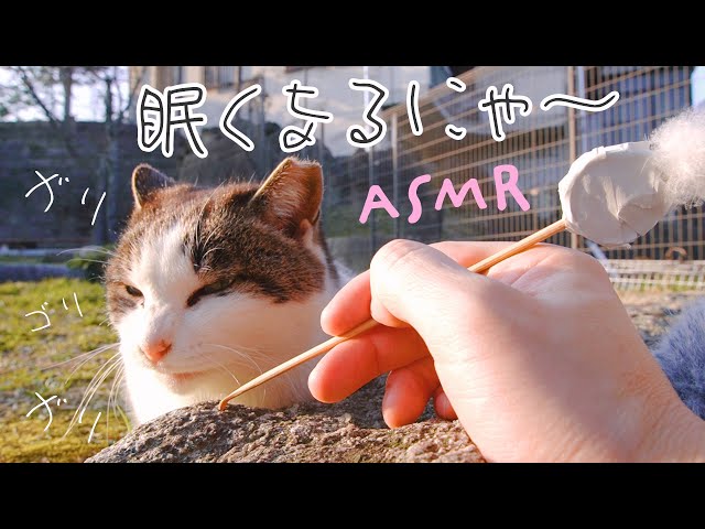 ASMR CATS in The Park Ear Cleaning (Public)