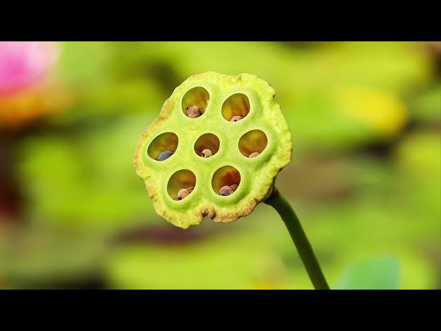 Lotus Flower Fields - Nature Harmonic Vlog Background Music