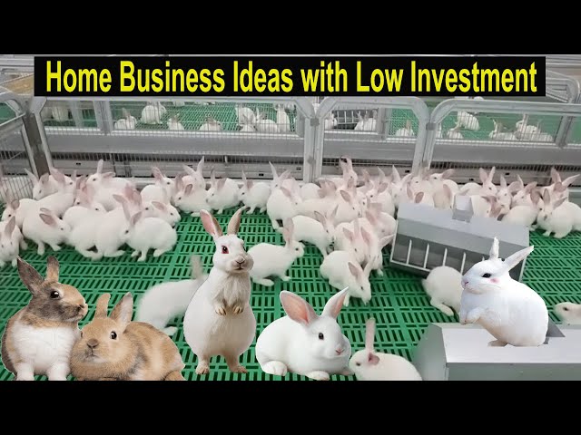 Rabbit Farming - How to Start a Business Rabbit Farm - Home Business Ideas with Low Investment