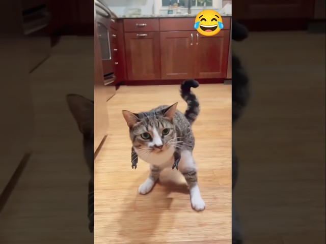 #funnypets 😂😹 #shorts #viral #tranding #funny #funnyanimal #youtubeshort #shortvideo #cutedog #short