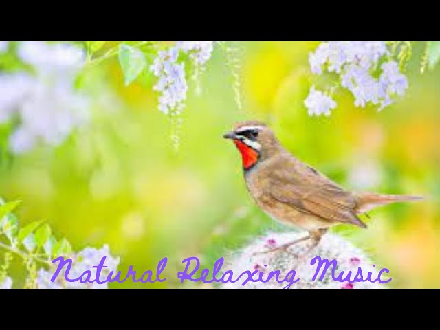 Beautiful Relaxing Music - Stress Relief Music  Positive Energy  Morning Music  Meditation  Spa