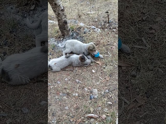 Beautiful Stray puppies playing with ball & bone | Mountain Village | Nature Buddies #animals #uk