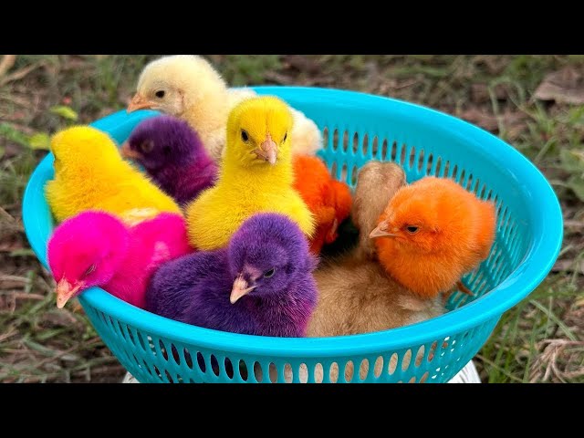 Catch millions of cute chickens, colorful chickens, rainbow chickens, rabbits, ducks, cute animals