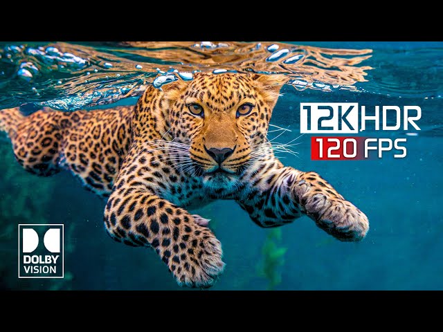 The Clarity 12K HDR 120 fps Dolby Vision (12K Video) #12k #hdr #8k