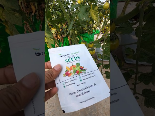 Organic Bazar Cherry Tomato Seeds Review