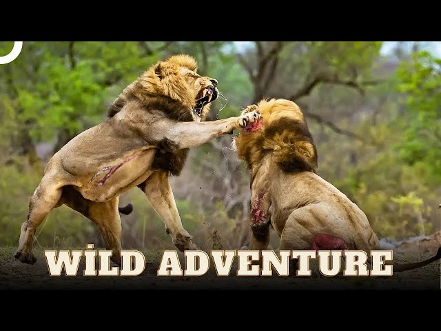 Lions: The Real Kings of the Forests 🦁 | Wild Ones Episode 1 | Animal Documentary