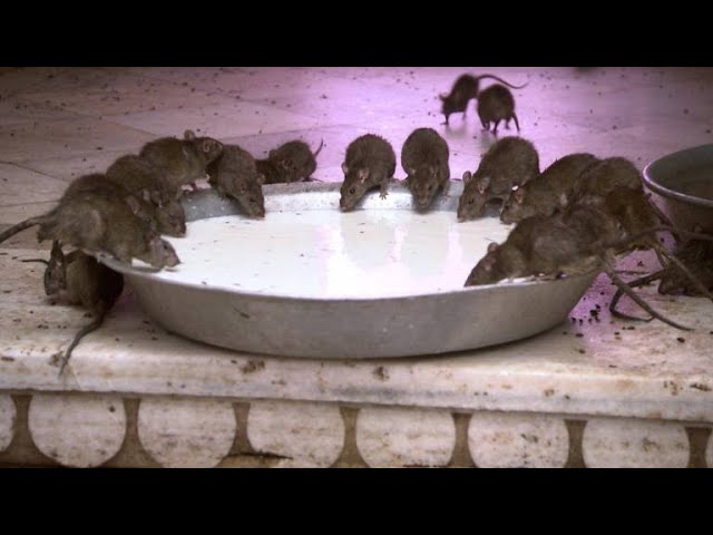 Would You Drink the Milk at This Indian Rat Temple?