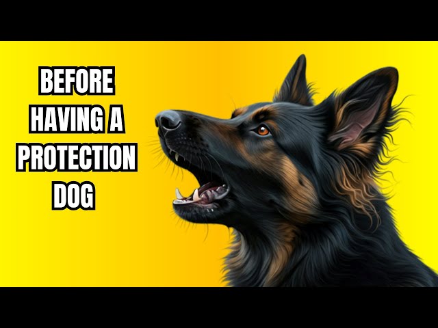 Reasons why German Shepherds can be a great breed as a protection dog #gsd