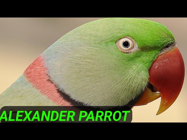 Happy Parrot 🦜 কথা বলা চন্দনা টিয়া পাখি 🦜👍