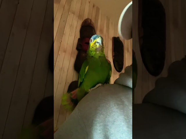 Parrot imitating an Samsung galaxy ringtone