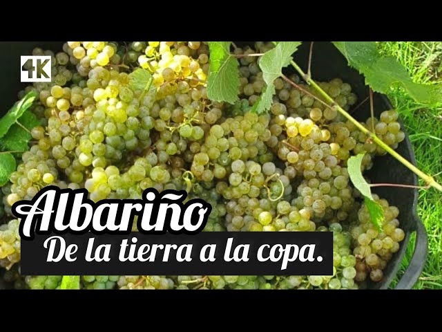 Albarino wine from scratch: from the land to the glass 🥂 Spanish wine