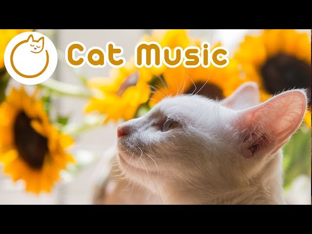 Relaxation Music for Felines - Cat and Owner Bonding!