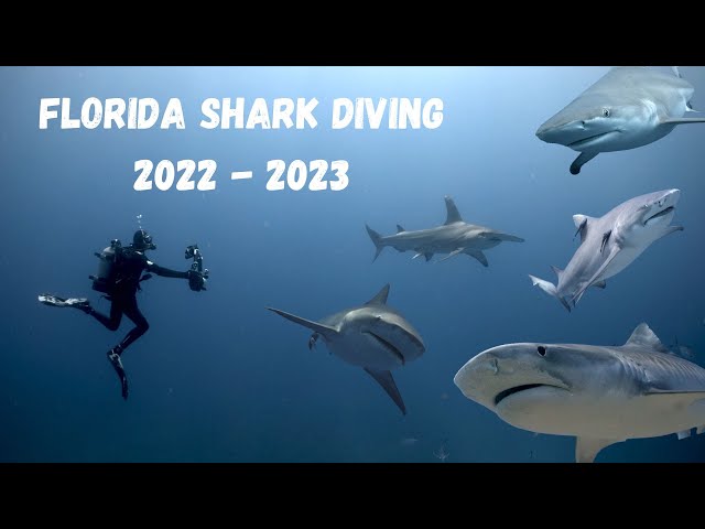 Shark Diving with Emerald Charters in 2023 (4K)