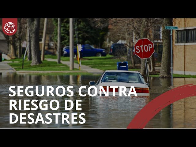 How do Disaster Risk Insurance policies work?