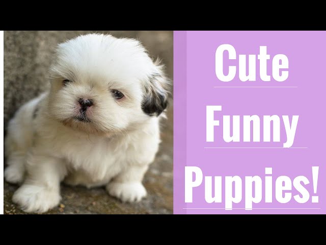 Very Best Cute and Funny Puppy Compilation