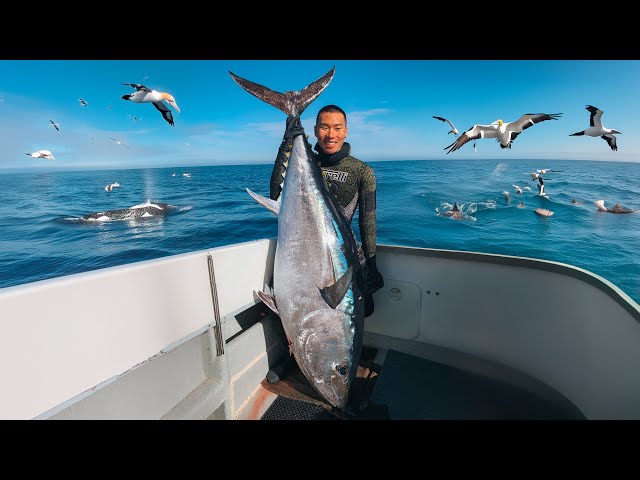 Extreme Spearfishing GIANT Tuna Bigger Than Me!