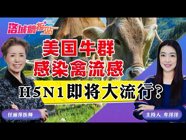 美国牛群感染禽流感 H5N1即将大流行？《洛城情报站》20241108