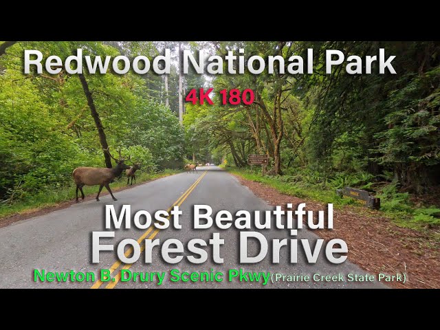 Redwood National Park Bicycle Tour Scenic Drive 180 4K