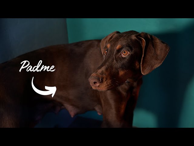 Padme: the last dog rescued from the puppy mill