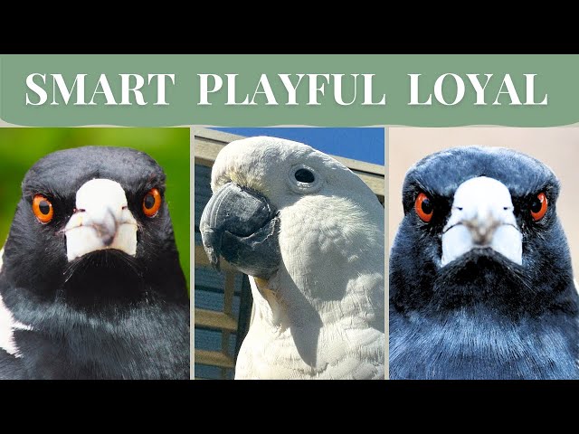 Magpies Swooping Cockatoos to Protect Baby Bird