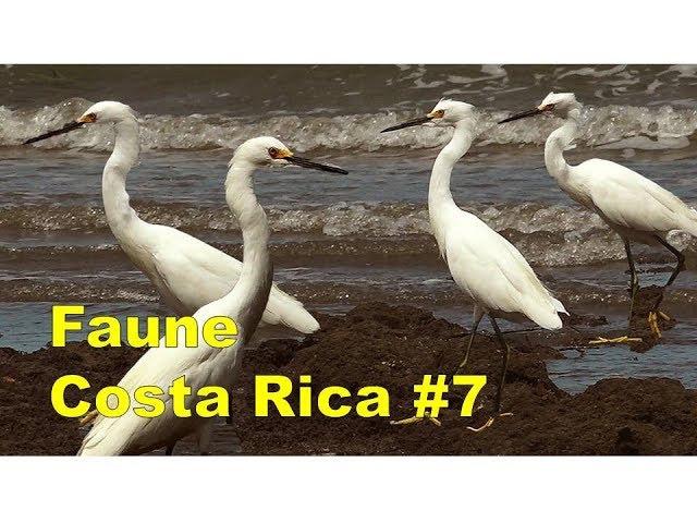 SNOWY EGRET / Wildlife - Birds Of Costa Rica #7 / Nature Birds Adventure