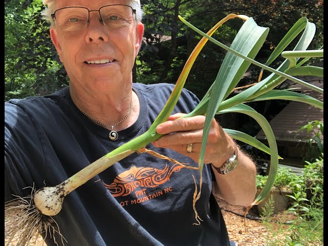 How to Cure Garlic after Harvesting