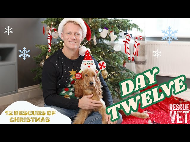 Merry Christmas! 🐾 🎄 | DAY 12: 12 RESCUES OF CHRISTMAS with Dr Scott Miller