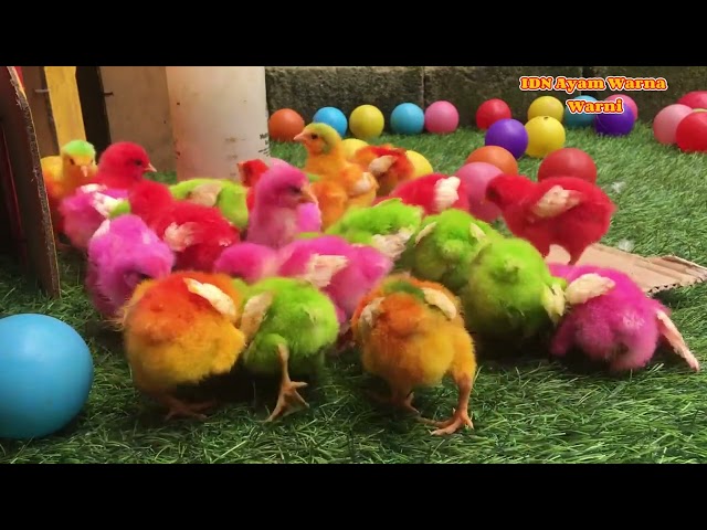 Tangkap ayam lucu ayam warna warni, cute colorful chickens ducks rabbits