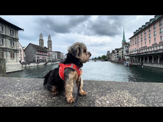 Yorkshire Terrier Ruda Explores the Scenic Gemüsebrücke in Zurich | Limmat River Views