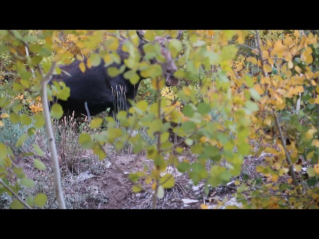 Moose Encounter 2