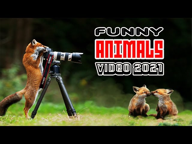 FUNNY ANIMALS VIDEO COMPILATION (2021) | Yt Pets