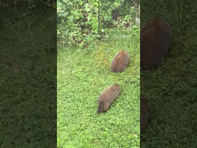 Beautiful Ground Hogs🫶 #nature #wildlife #groundhogs #groundhog #beautiful #subscribe #shortsfeed