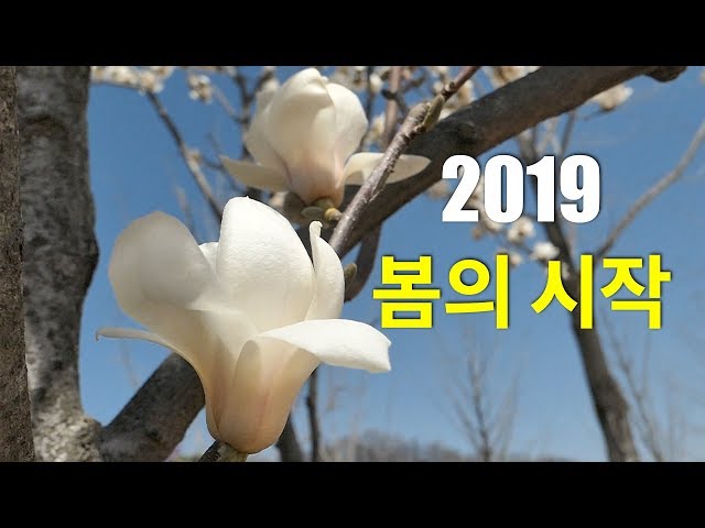 2019 Spring Flowers with relax music, Nature Video in South Korea