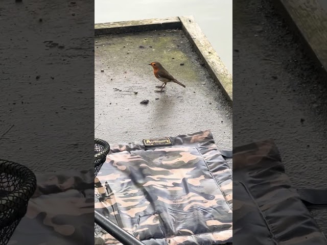 Carp Fishing Woodlands Lakes 20 February 2025 - Skylark Lake, Robin Checking Rods And Taking Pellets