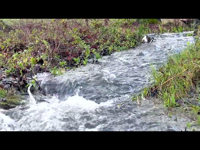 Nature's Lullaby: Serene Stream in a Meadow