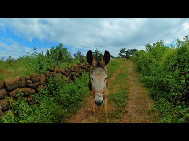 Burro en realidad virtual | VR Experience #32