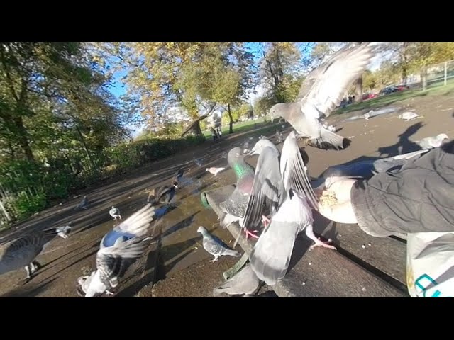 VR180° Aggressive Pigeon attacking everything