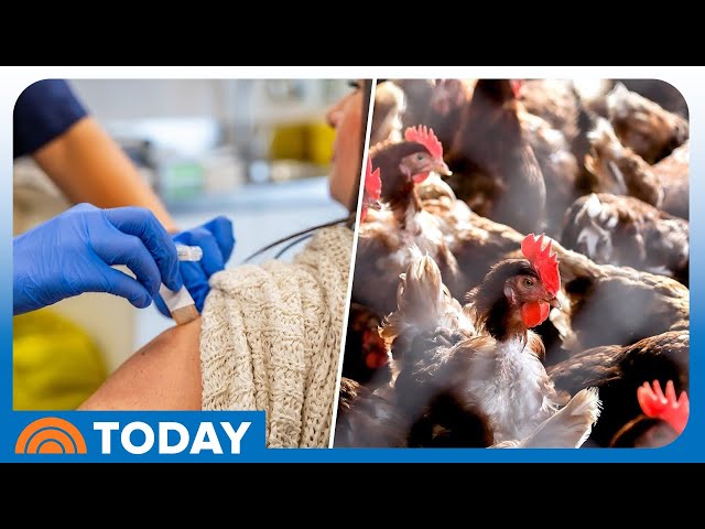 What you need to know about rising flu cases and bird flu concerns