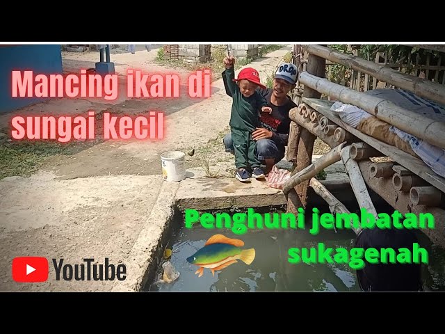 mancing ikan di sungai || penghuni jembatan sukagenah bikin ketagihan