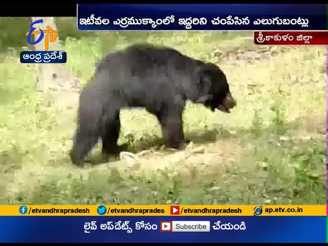 Watch Video | Wild Bears Creates Wreaks Havoc in Srikakulam Dist