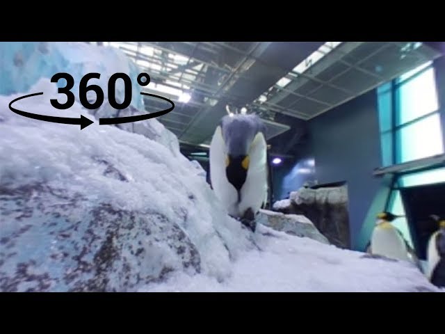 Penguin grooming | Penguin 360° Experience | DPTV Education