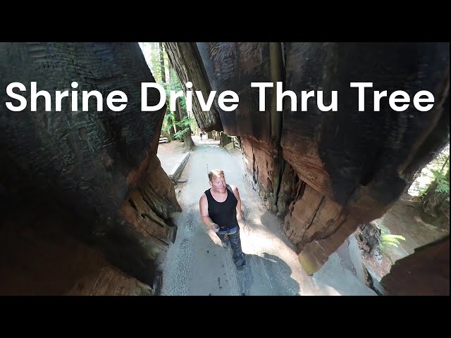 Walking through a 3000 yr old tree!  The Shrine Drive Thru Redwood Tree, California in 360! Pit stop