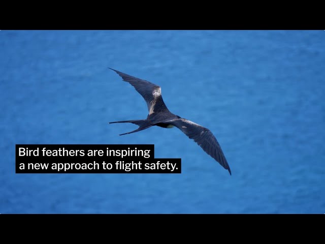 Bird wings inspire new approach to flight safety